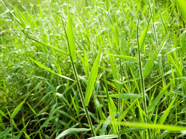 Herbe fraîche dans les prairies de campagne — Photo