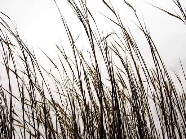 Ot ve açık akşam gökyüzünde kurutulmuş sapı