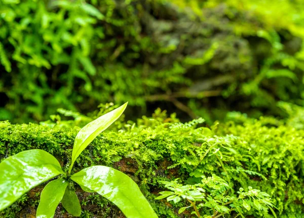 新鲜的小蕨类植物叶与苔藓和藻类在热带 — 图库照片