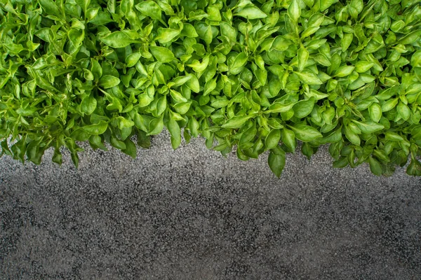 Folhas pequenas ao lado do piso de concreto — Fotografia de Stock