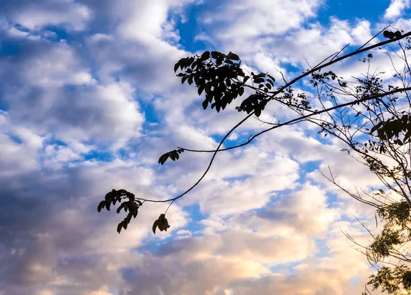 Silhouette bunch of trees and vivid colors of the evening sky — Stock Photo, Image