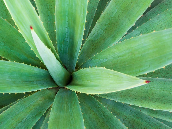 Sukulentní rostlina close-up, thorn a detail na listech agáve pl — Stock fotografie