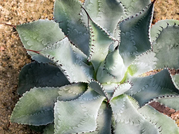 Succulent plant close-up, thorn and detail on leaves of Agave potatorum — Stock Photo, Image