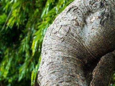 Yaprak arka plan üzerinde büyük ağaçların Texrture yüzey