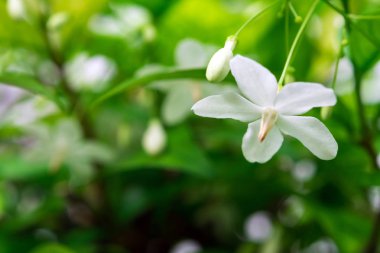 Beyaz çiçekler, küçük ve kırılgan, Moke