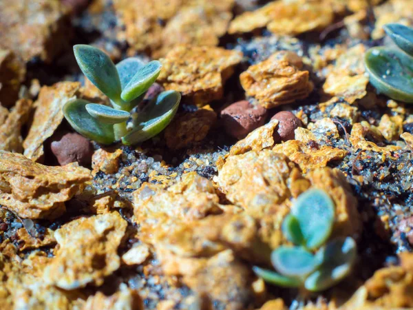 Kleine Knospen von Kalanchoe sprießen auf den steinigen Böden — Stockfoto