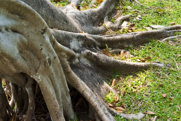 Banyan коріння — стокове фото