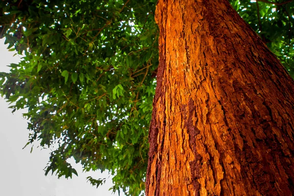 O vívido tronco vermelho da árvore — Fotografia de Stock