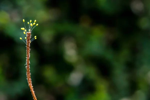Sporophyte jamur di akhir rumput kering — Stok Foto