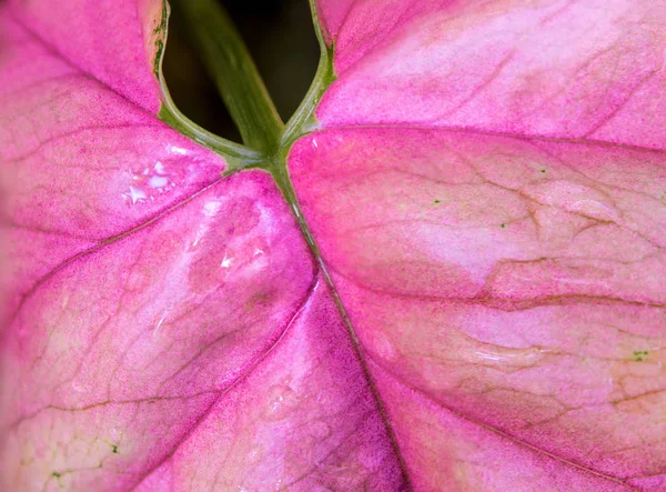 Frescura Cor rosa na folha de syngonium podophyllum — Fotografia de Stock