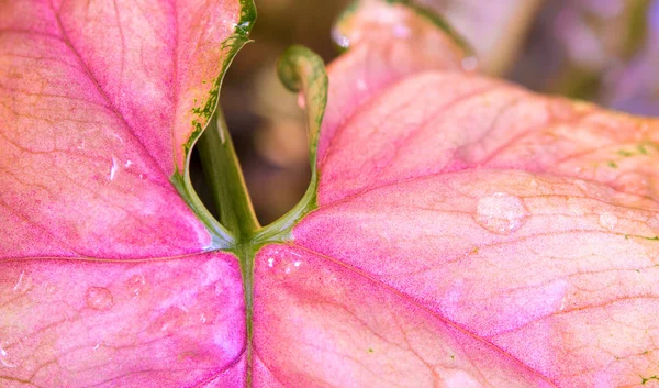 Frescura Cor rosa na folha de syngonium podophyllum — Fotografia de Stock