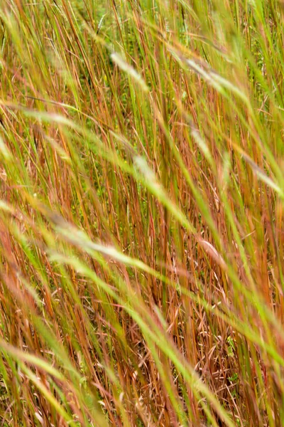 Fiore di Tangle testa erba nel vento — Foto Stock