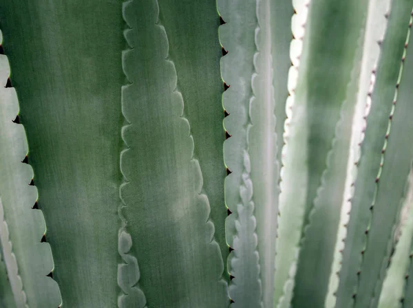 Succulent roślina zbliżenie, thorn i wszystko na liściach agawy pl — Zdjęcie stockowe