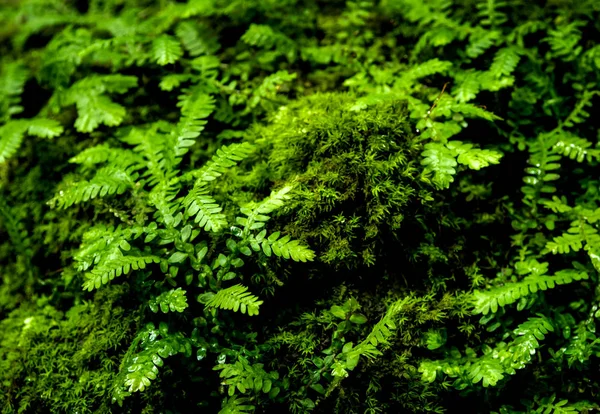 Свежесть мелкие листья папоротника с мхом и водорослями в тропических — стоковое фото