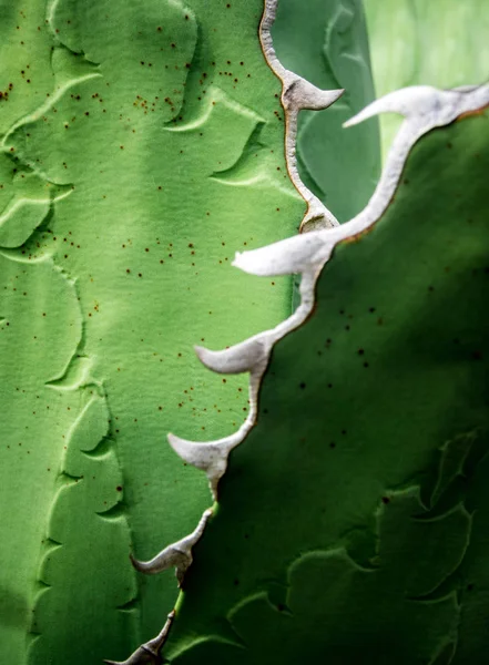 Ζουμερό φυτό κοντινό-up, φρέσκα φύλλα λεπτομέρεια της αγαύης τιτανότα — Φωτογραφία Αρχείου