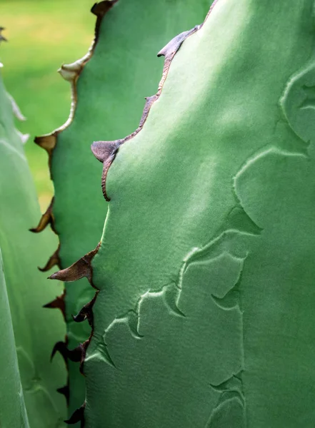 Planta suculenta close-up, folhas frescas detalhe de Agave titanota — Fotografia de Stock