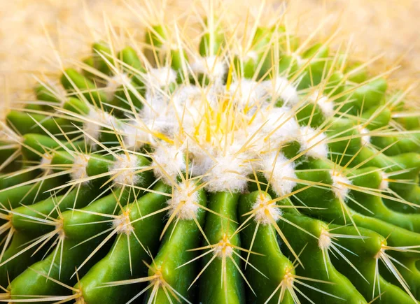 Kaktusz fajokat Echinocactus grusonii, arany hordó kaktusz — Stock Fotó