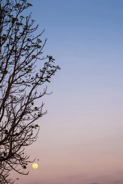 Ağaç siluet ve akşam gökyüzünde dolunay — Stok fotoğraf