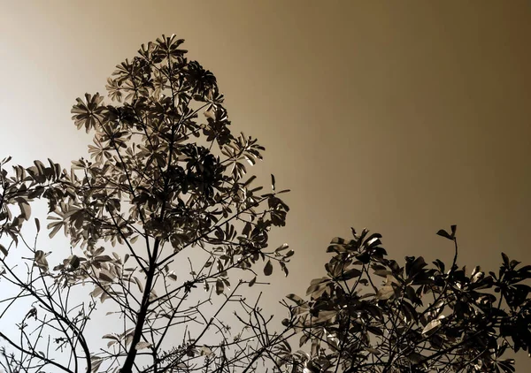 Φύλλα του δέντρου cannonball στο φωτεινό ουρανό φόντο — Φωτογραφία Αρχείου