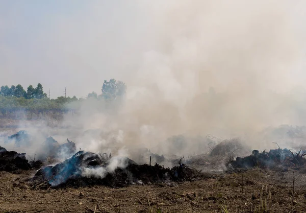 Dense dust and smoke from burning stubble in post-harvest area