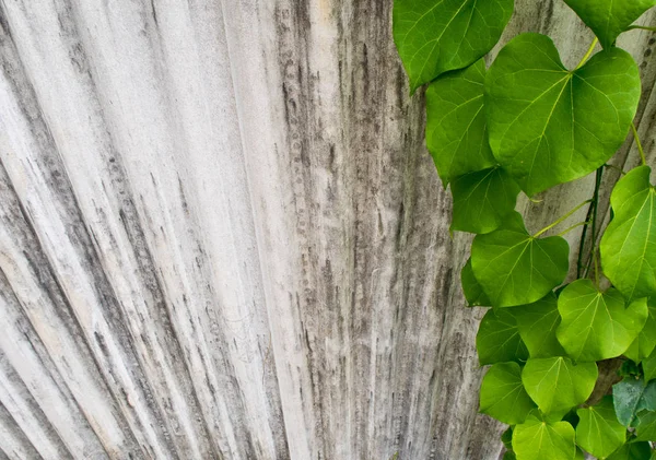 Folha de hera na cerca feita de telhas onduladas — Fotografia de Stock