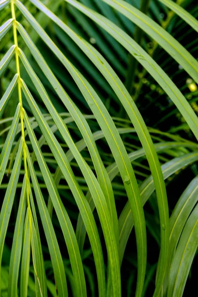 Čerstvosti zelený pinnately složené listy Palmový list — Stock fotografie