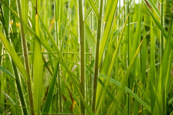 Friskhet gräs blad på landsbygden — Stockfoto