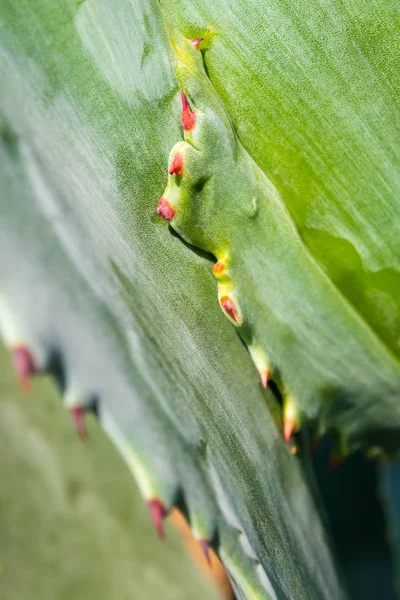 Planta suculenta primer plano, espina y detalle en las hojas de Agave — Foto de Stock