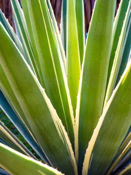 Sukkulente Jahrhundertpflanze in Nahaufnahme, Dorn und Detail auf Blättern — Stockfoto