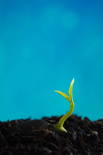 Bud leaves of young plant seeding and clear blue sky — Stock Photo, Image