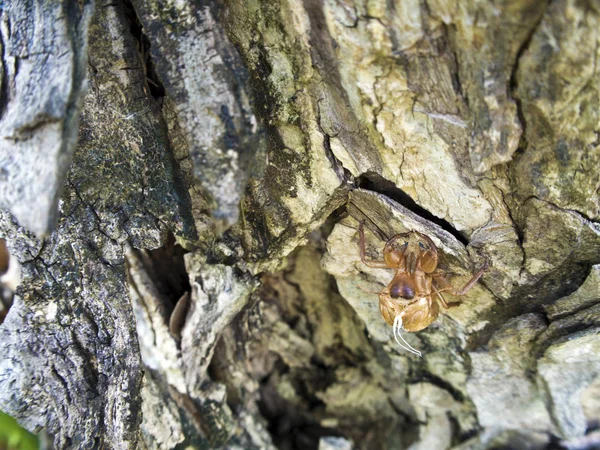 Molt de Cicada em casca de árvore — Fotografia de Stock