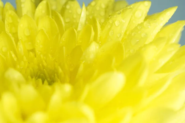 Крупним планом квітка хризантеми, мала глибина різкості — стокове фото