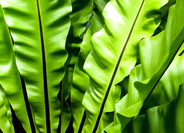 Versheid en grote bladeren van Bird's nest fern — Stockfoto