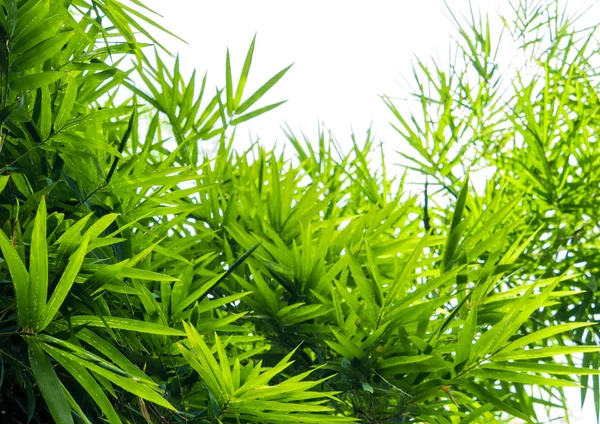 Levande gröna färgen av bambublad — Stockfoto