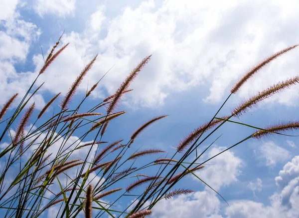 Napier çim çiçekler ve mavi gökyüzünde kabarık bulutlar