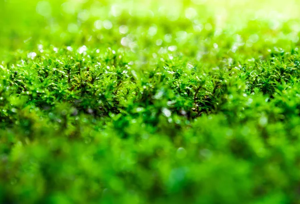 新鲜绿苔生长在地板上与水滴 — 图库照片