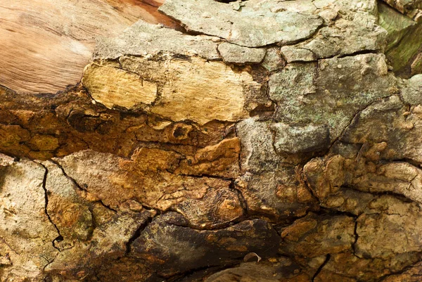 Cerca del tocón viejo Textura de madera — Foto de Stock