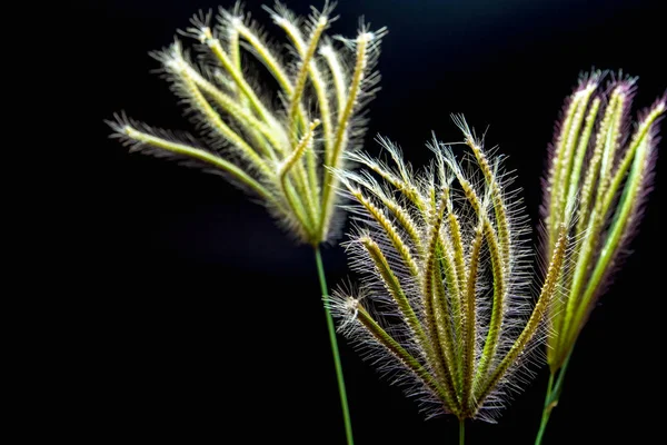 Flor de Swallen Hierba de dedo — Foto de Stock