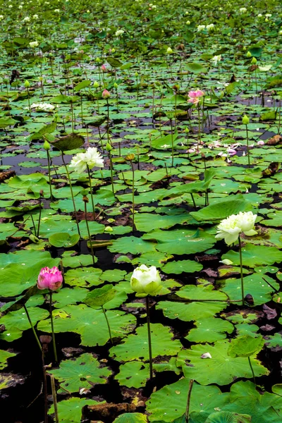 Tazelik lotus ve alanında solmuş yapraklar — Stok fotoğraf