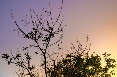 Demet bakla ve bungor ağaçları ve renkleri tohumları
