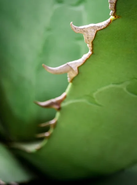 Pianta succulenta primo piano, dettaglio foglie fresche di Agave titanota — Foto Stock