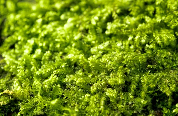Φρεσκάδα πράσινα βρύα μεγαλώνουν στο πάτωμα με σταγόνες νερού — Φωτογραφία Αρχείου