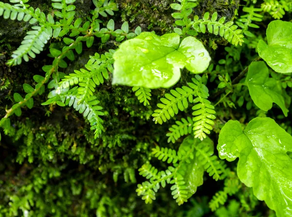 Friskhet små ormbunksblad med mossa och alger — Stockfoto