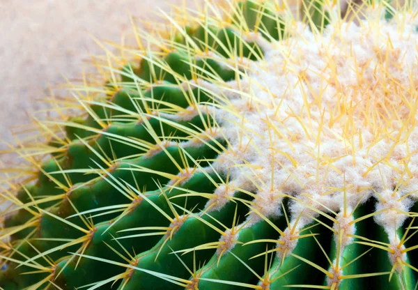 Kaktusz fajokat Echinocactus grusonii, arany hordó kaktusz — Stock Fotó
