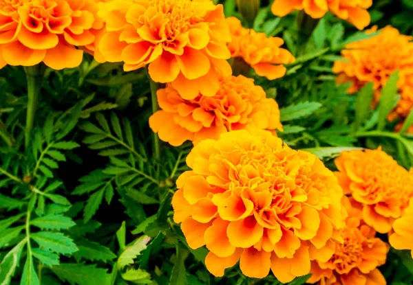 Ladang marigolds, bunga warna jingga cerah — Stok Foto