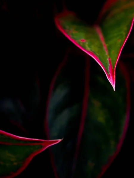 Blad van Aglaonema ' Siam Aurora ' tropische kamerplant — Stockfoto