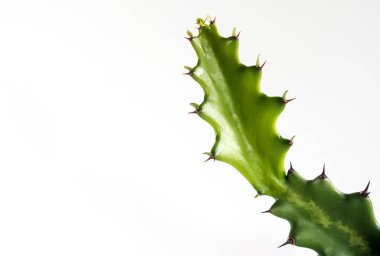 Beyaz arka plan üzerinde ejderha kemik kaktüs Tazelik tomurcuk