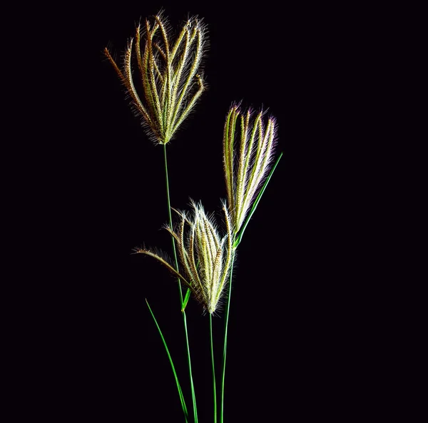 Flower of Swallen Finger grass — Stock Photo, Image