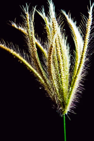 Bloem van Swallen vinger gras — Stockfoto