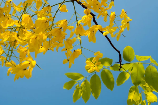 Chuveiro dourado, flores amarelas verão em tailândia — Fotografia de Stock